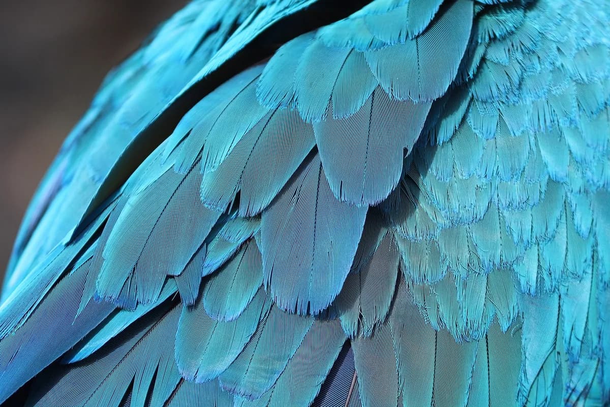 A Pet Parrot being checked over